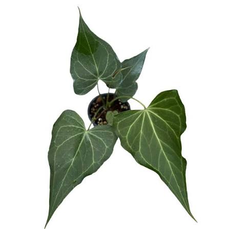 Anthurium Delta Force Tissue Culture Grower's Choice