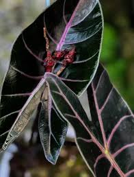 Alocasia Black Satun Pink Bone Tissue Culture Grower's Choice