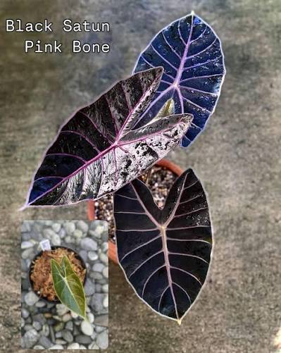 Alocasia Black Satun Pink Bone Tissue Culture Grower's Choice