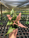 Syngonium Pink Mickey Tissue Culture Grower's Choice