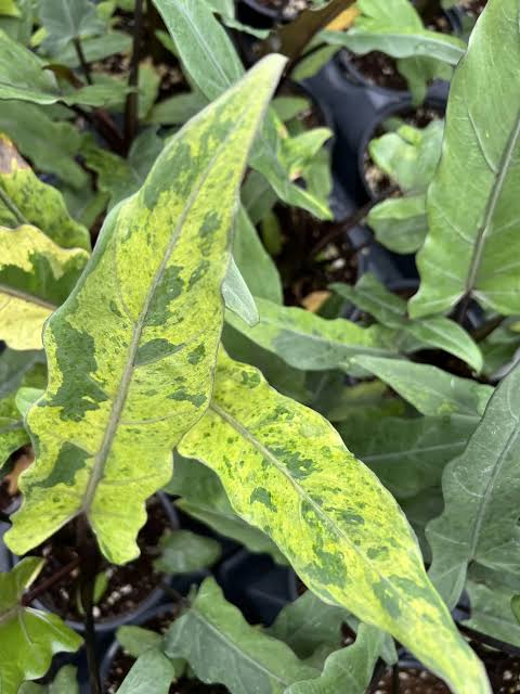 Alocasia Variegated Purple Sword Variegated