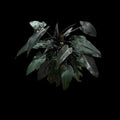Philodendron Prince Of Darkness Majesty Tissue Culture