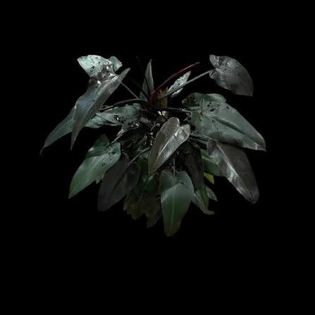 Philodendron Prince Of Darkness Majesty Tissue Culture