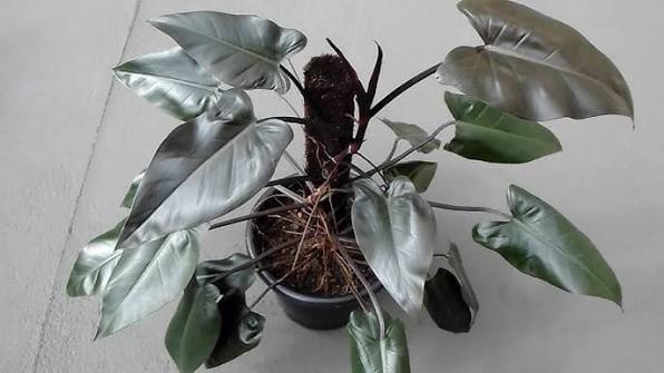 Philodendron Prince Of Darkness Majesty Tissue Culture
