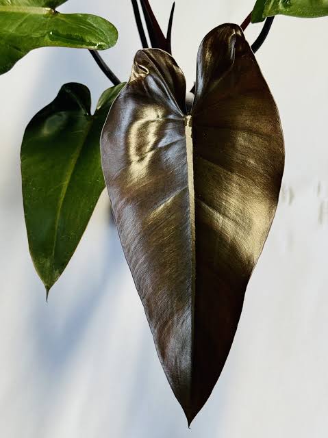 Philodendron Prince Of Darkness Majesty Tissue Culture