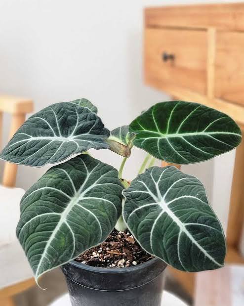 Alocasia Black Velvet Tissue Culture