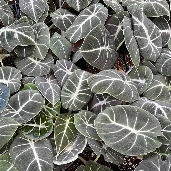 Alocasia Black Velvet Tissue Culture