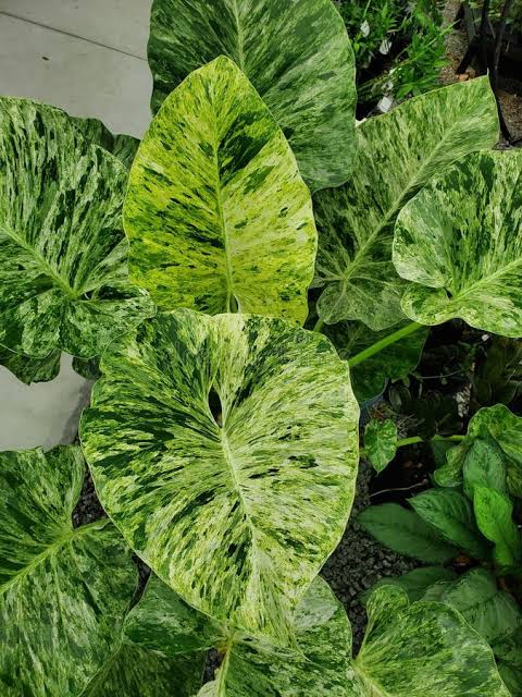 Philodendron Giganteum Blizzard Var. Tissue Culture
