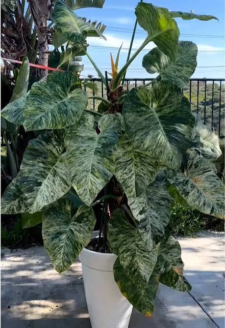 Philodendron Giganteum Blizzard Var. Tissue Culture