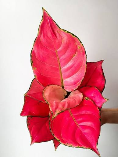 Alglaonema China Red Tissue Culture