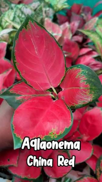 Alglaonema China Red Tissue Culture