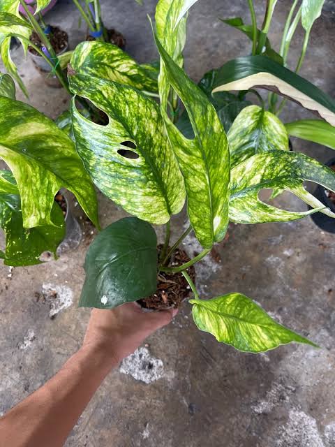 Epipremnum Yellow Flame Tissue Culture Grower's Choice