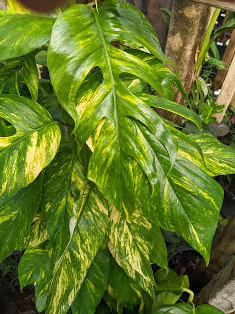 Epipremnum Yellow Flame Tissue Culture Grower's Choice