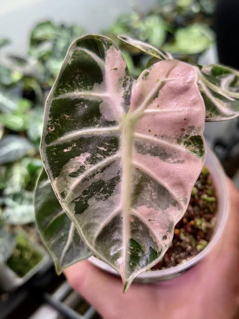 Alocasia Pink Balloon Heart Tissue Culture Grower's Choice
