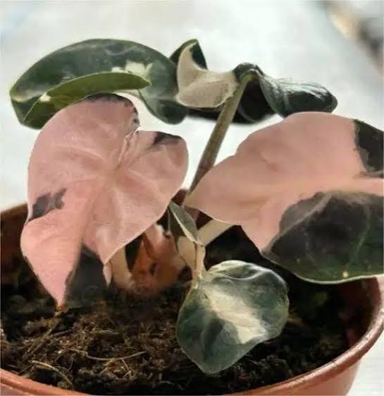 Alocasia Pink Balloon Heart Tissue Culture Grower's Choice