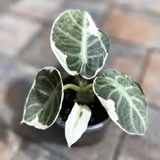 Alocasia Ninja 'White Lava' Albo tissue culture Grower's choice
