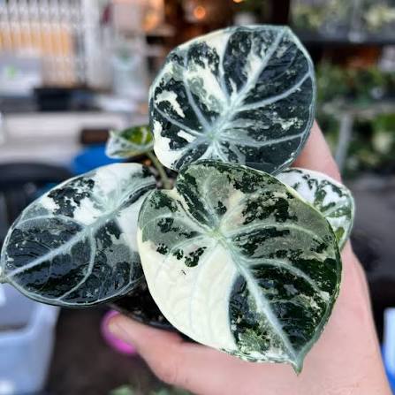 Alocasia Ninja 'White Lava' Albo tissue culture Grower's choice