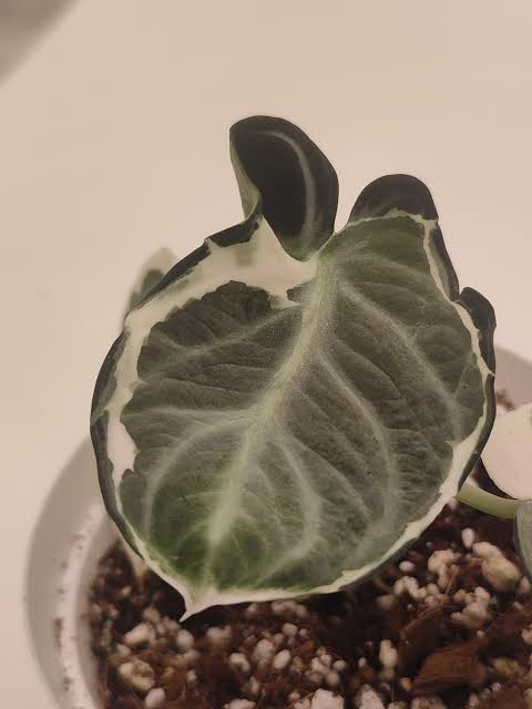 Alocasia Ninja 'White Lava' Albo tissue culture Grower's choice