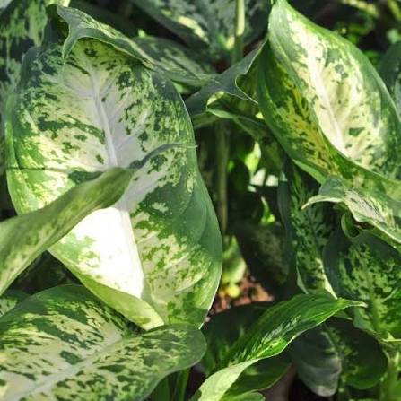 Dieffenbachia Sublime Tissue Culture Grower's Choice