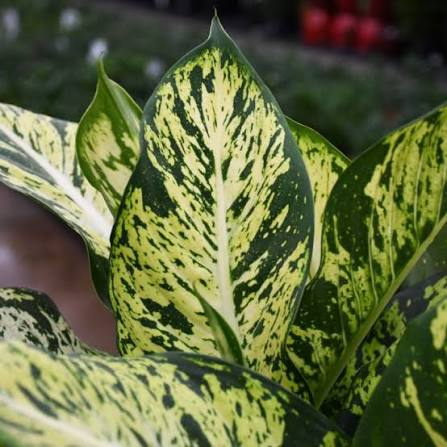 Dieffenbachia Sublime Tissue Culture Grower's Choice