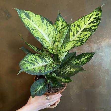 Dieffenbachia Sublime Tissue Culture Grower's Choice