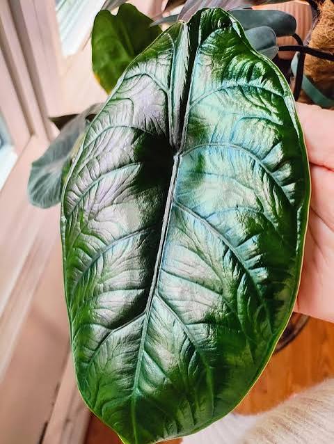 Alocasia Green Unicorn Tissue Culture Grower's Choice