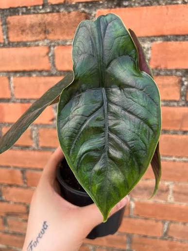 Alocasia Green Unicorn Tissue Culture Grower's Choice