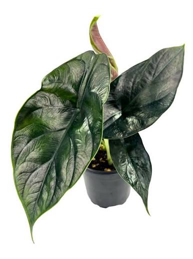 Alocasia Green Unicorn Tissue Culture Grower's Choice