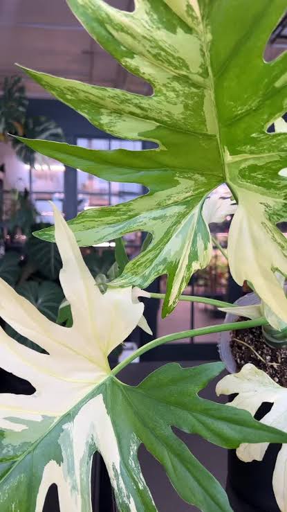 Philo Warscewiczii Tricolor Tissue Culture Grower's Choice