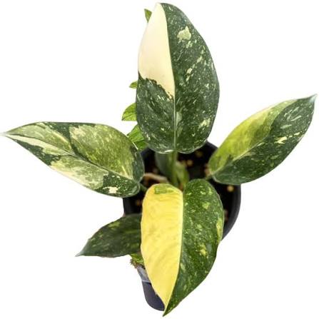 Philodendron green Congo Nuclear Tissue Culture Grower's Choice