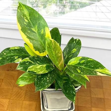 Philodendron green Congo Nuclear Tissue Culture Grower's Choice