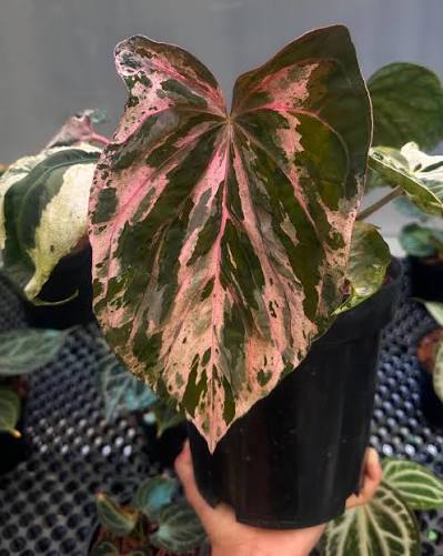 Anthurium Bonplandii Pink Tissue Culture Grower's Choice
