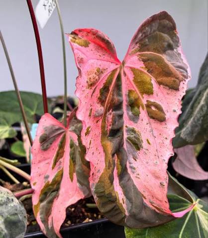 Anthurium Bonplandii Pink Tissue Culture Grower's Choice