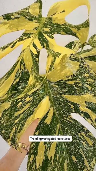 Monstera Placer Gold Tissue Culture Grower's Choice