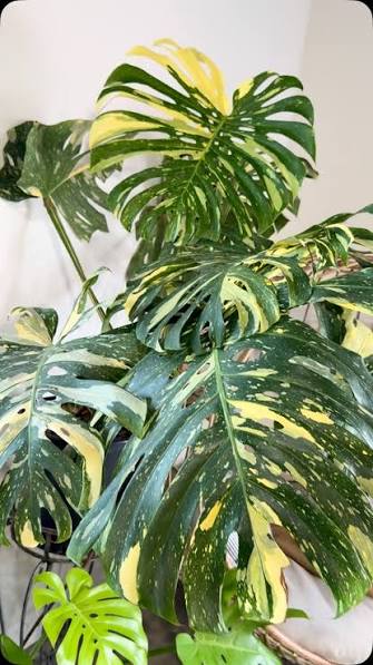 Monstera Placer Gold Tissue Culture Grower's Choice