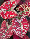 Caladium "Only One In The Universe"  Tissue Culture Grower's Choice