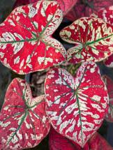 Caladium "Only One In The Universe"  Tissue Culture Grower's Choice