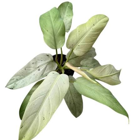 Philodendron Whipple Way Tissue Culture Grower's Choice