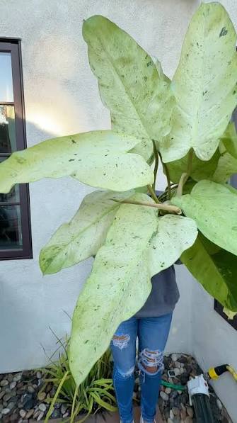 Philodendron Whipple Way Tissue Culture Grower's Choice