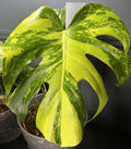 Monstera Gold Splash Tissue Culture Grower's Choice