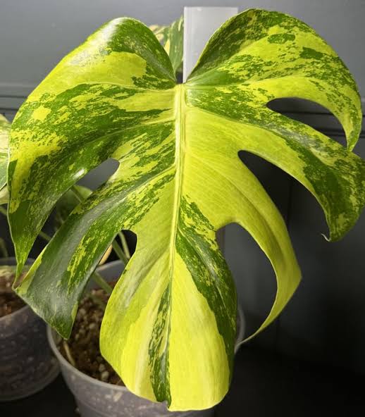 Monstera Gold Splash Tissue Culture Grower's Choice