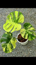 Monstera Lemon Pom Pom Tissue Culture Growers Choice