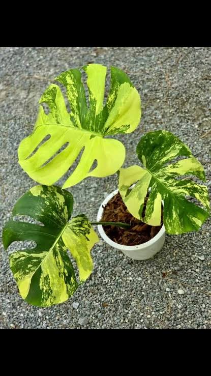 Monstera Lemon Pom Pom Tissue Culture Growers Choice