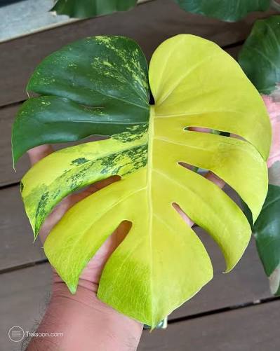 Monstera Lemon Pom Pom Tissue Culture Growers Choice