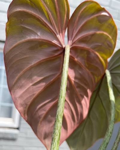 Philodendron Gloriosum Pink Zebra Tissue Culture Growers Choice