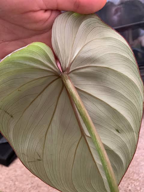 Philodendron Gloriosum Pink Zebra Tissue Culture Growers Choice