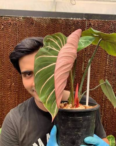 Philodendron Gloriosum Pink Zebra Tissue Culture Growers Choice