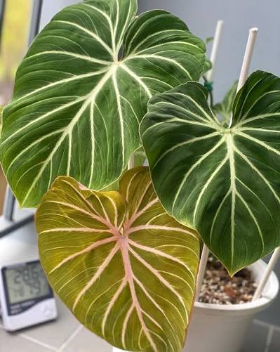 Philodendron Gloriosum Pink Zebra Tissue Culture Growers Choice