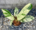 Epipremnum Giganteum Tricolor Variegated Tissue Culture Grower's Choice