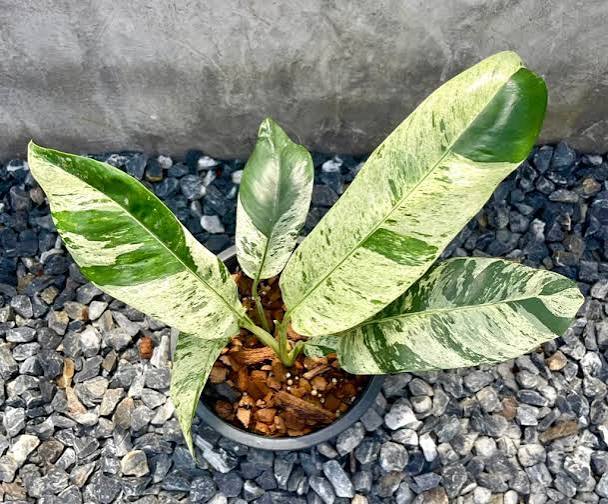 Epipremnum Giganteum Tricolor Variegated Tissue Culture Grower's Choice